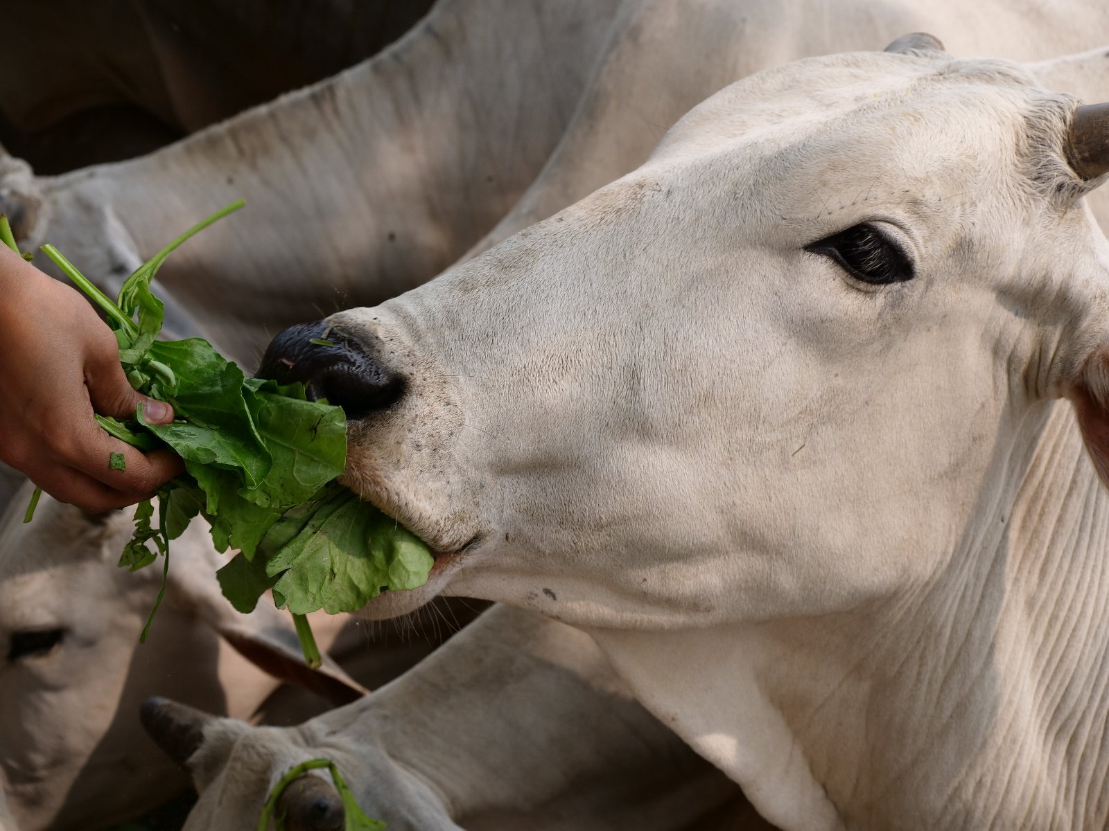  223 Gopashtami Radha kunda Govardhan 19.11.04